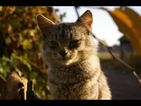 Видео: Топ 5 міфаў пра беларусаў.