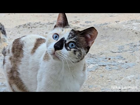 Видео: Часть питомцев, за которыми сейчас ухаживаю. Тут и наши, и Анат, которая сейчас в отъезде.