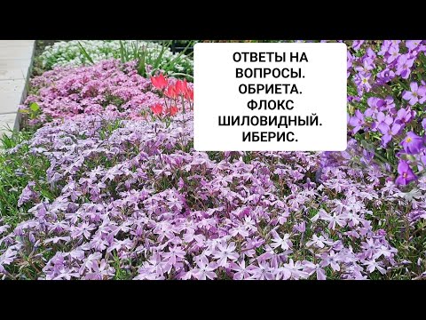 Видео: ОТВЕТЫ НА ВОПРОСЫ. ОБРИЕТА. ФЛОКС ШИЛОВИДНЫЙ. ИБЕРИС.