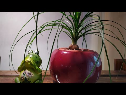Видео: НОЛИНА БОКАРНЕЯ ИЗ СЕМЯН ПЕРЕСАДКА И УХОД.