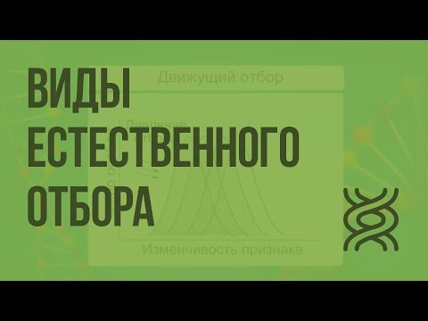 Видео: Виды естественного отбора. Видеоурок по биологии 11 класс