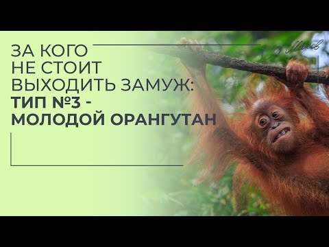 Видео: За кого не стоит идти замуж? Тип №3: молодой орангутан