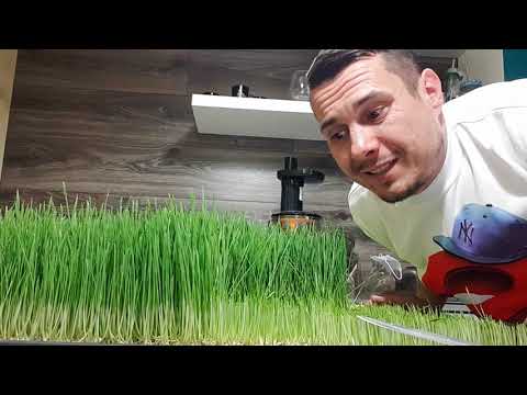 Видео: Тест моей соковыжималки для пшеницы. Как выдавить Витграсс