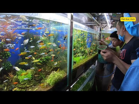 Видео: Удивлённый визит на рынок аквариумных рыбок | Красивые аквариумные рыбки | Детёныши черепах, гупп...
