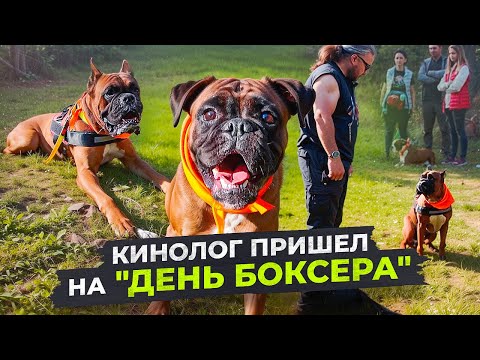 Видео: Выставка собак / Советы кинолога по дрессировке / Ден боксера в Сокольниках