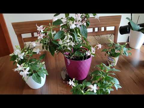 Видео: ФУКСИЯ ШИКАРНО ЦВЕТЕТ. 3 СПОСОБА УКОРЕНЕНИЯ. ПРАВИЛЬНЫЙ УХОД