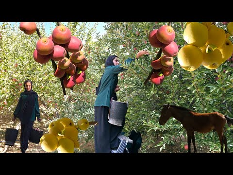 Видео: Как собирают дикие яблоки в самом сердце первозданной природы Ирана? Раскрывая тайну природы.