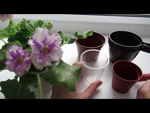 Видео: Выбор горшка для фиалки
