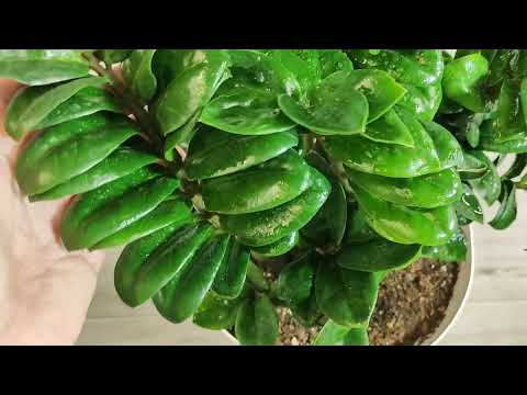 Видео: ЗАМИОКУЛЬКАС РАСТЕТ КАК НА ДРОЖЖАХ, секрет в простых подкормках