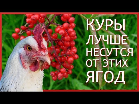 Видео: 10 СОВЕТОВ ЧТОБЫ КУРЫ неслись ЗИМОЙ КАК ЛЕТОМ. #3. Какие ягоды нужны курам, чтобы хорошо нестись?