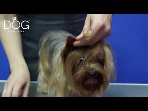 Видео: Fashion Dog TV -  Гигиеническая стрижка на примере стрижки йорка