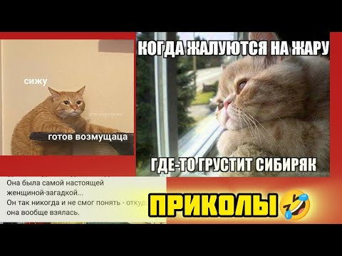 Видео: готов впечетляться смотри смешные картинки мемы котики приколы  🤣