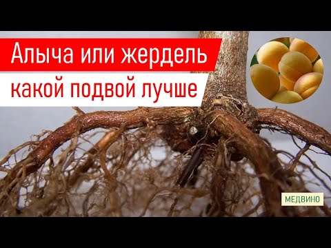Видео: На каком подвое лучше купить абрикос: жердель или алыча