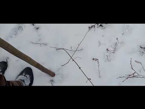 Видео: 9 ноября 2024 г.