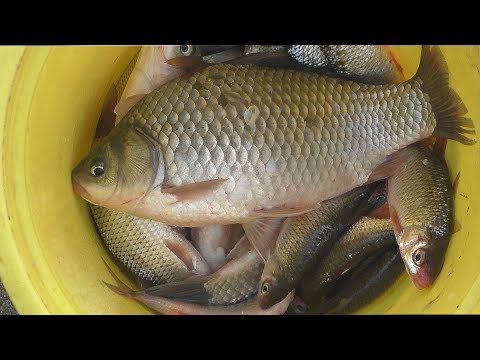 Видео: Рыбалка на гороховую мастырку  в сентябре.My fishing