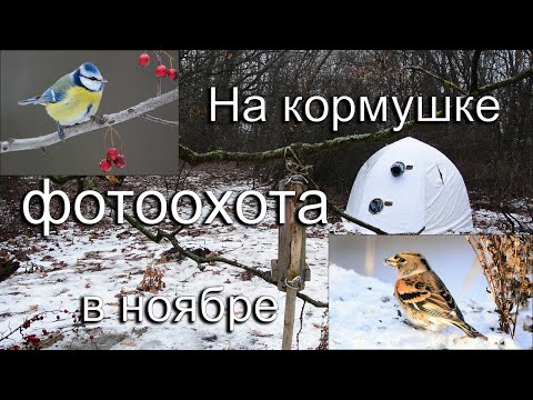 Видео: Фотоохота на кормушке в ноябре