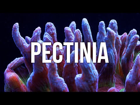 Видео: Советы по уходу за кораллами Pectinia