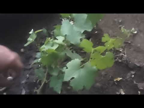 Видео: Удаление пасынков на молодом кусту винограда