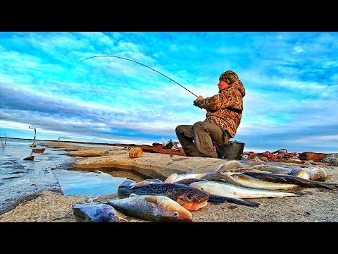 Видео: МОРСКАЯ РЫБА ПРИШЛА!!!! УДОЧКИ ЛЕТЯТ В ВОДУ!!!! РЫБАЛКА В ЗАПОЛЯРЬЕ!!!