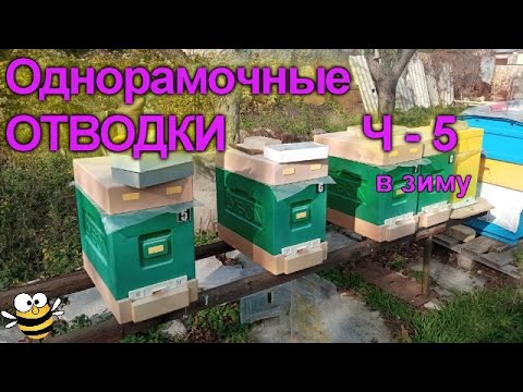Видео: ОДНОРАМОЧНЫЕ отводки в ШЕСТИРАМОЧНЫХ ульях Часть -5, В ЗИМУ #bee #пчела