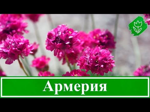Видео: Цветок армерия – посадка и уход, армерия приморская – выращивание из семян