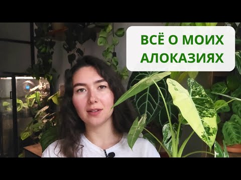 Видео: АЛОКАЗИИ: полив, ГРУНТ, удобрение / ОБЗОР всех моих АЛОКАЗИЙ