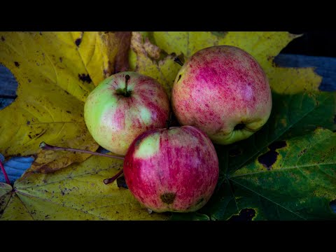 Видео: Домашний яблочный сидр. Какие яблоки лучше использовать