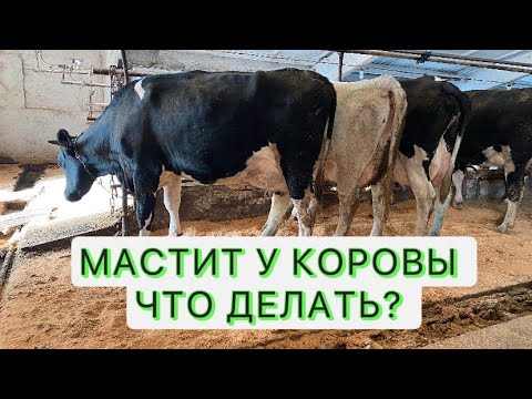 Видео: КАК ВЫЛЕЧИТЬ МАСТИТ У КОРОВЫ? /причины, признаки и способы лечения мастита/