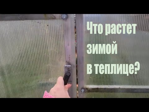 Видео: Что растет в теплице зимой. Зимняя теплица, рассада и все про зелень.