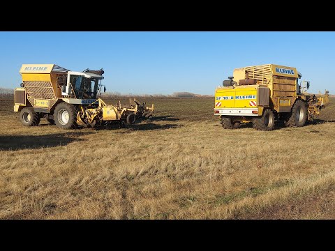 Видео: Уборка сахарной свеклы 2021.Sugar Beet harvest 2021.Rübenernte 2021.Свеклоуборочный комбайн Kleine