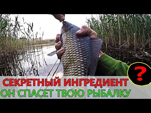 Видео: Ты НИКОГДА не догадаешься, что я добавил... Рыба сама прыгает в ведро!