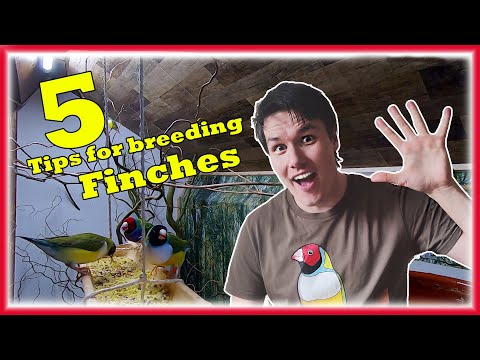 Видео: 5 простых СОВЕТОВ, как улучшить условия размножения ваших ЗЯБЛИКАНОВ.