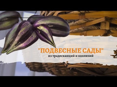 Видео: О традесканциях и подвесных кашпо.