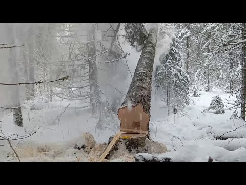 Видео: Откуда дровишки.