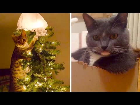 Видео: Тайны кошачьего мышления