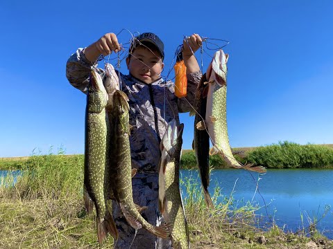 Видео: /Работает спининг, кружки молчат/Оторвались по хищнику/Готовим Уху на р.Куланотпес/