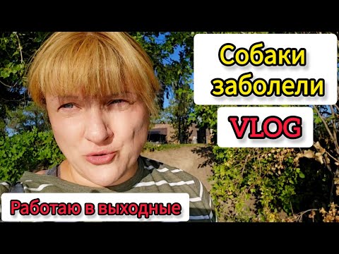 Видео: Уехала на службу после долгого перерыва. Новости про собак.