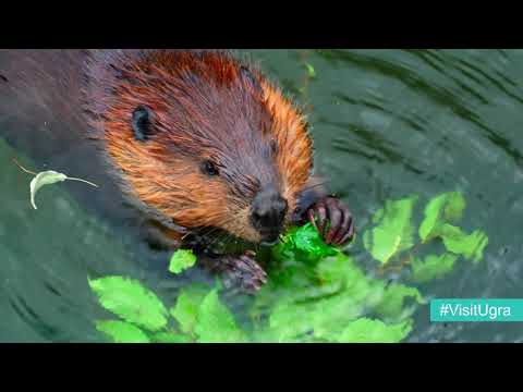 Видео: VisitUgra. Добро пожаловать в Ханты-Мансийский автономный округ - Югра.