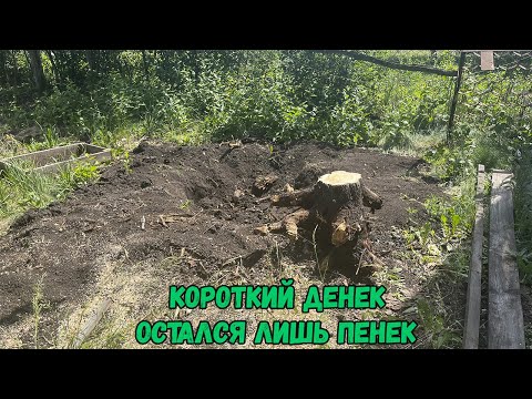 Видео: Короткий денек остался лишь пенек