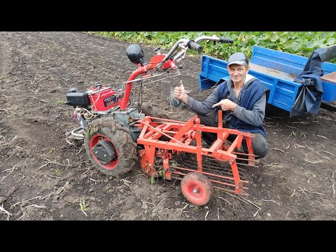 Видео: Копка картофеля мотоблоком Мотор Сич.Сезон 2025.
