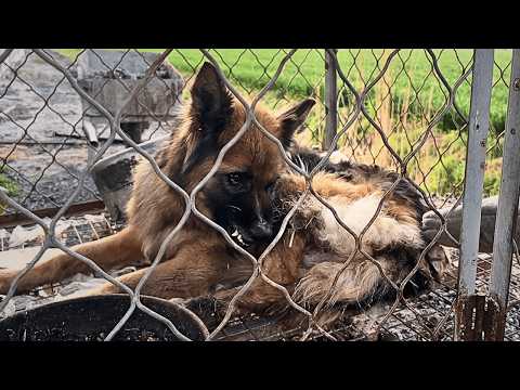 Видео: Старый пёс девять лет был заперт и болен, побои заставили его отвергать любую помощь.