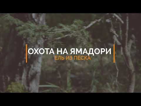 Видео: ОХOТА на ЯМАДОРИ. ЕЛЬ. | Yamadori hunting. The Spruce (Picea abis).