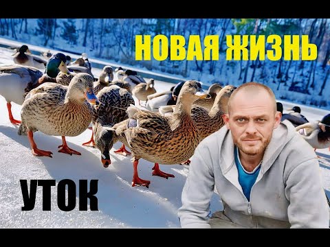 Видео: Что делать с утками, пока жены нет дома? Рассадные приключения.