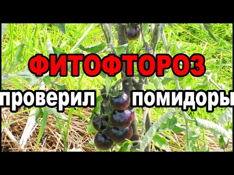 Видео: Мои помидоры устойчивые к фитофторе