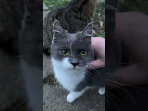 Видео: Наші милі Котики - Our cute Cats  у прямому ефірі!