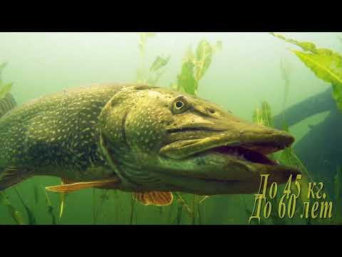 Видео: Щука 1948 часть 2   Питание щуки