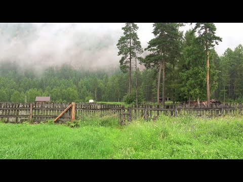 Видео: Славные Сибирские покосы под седыми кедрами