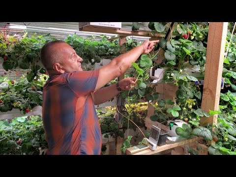 Видео: ЛУЧШАЯ РАССАДА КЛУБНИКИ \\ МАСТЕР КЛАСС ОТ СЕРГЕЯ ЗУБЦОВА \\ МАЛИНА ОБНУЛЕНИЕ