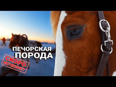 Видео: Про ПЕЧОРСКИХ ЛОШАДЕЙ | Генрих Немчинов