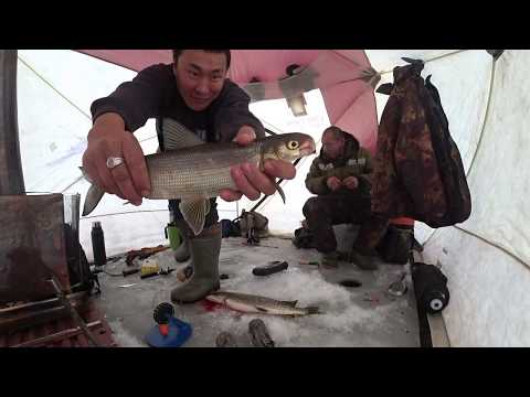 Видео: Всегда с Вами Клёвая рыбалка в Якутии! Cool fishing in Yakutia